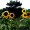 Rick's sunflowers
