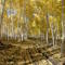 Fall at Willow Creek