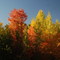 Fall Colors Near Snowbasin Ski Resort