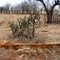 old foundation of the Reeding Oklahoma Bank ghosttown now.