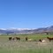 Axtell, Horses