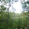 Swamp Pond - From the forest looking east