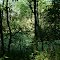 Cottonwood and Ash Swamp