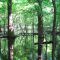 Bottomland forest