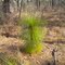 Roy Larsen SandyLand Sanctuary_'Grass stage' LongLeaf Pine