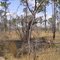 TNCT-Roy Larsen SandyLand Sanctuary-Sandhill Trail