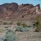 Creosote, brittlebrush, and palo verde in The Needles area