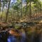Spectacle Pond Brook, Scroon Lake area