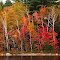 Crane Pond, oct 3, 1988