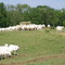 Royal White Sheep
