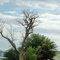 2011, Alfalfa, Oklahoma, USA - dead tree along Rte 64