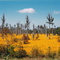 Marigolds near the Tombigbee river