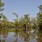 Parker Lake at Jackson, AL (featured Piney Woods Birding site on the Alabama Birding Trails)