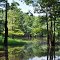 Kimbell Lake at Jackson, AL (featured Piney Woods Birding site on the Alabama Birding Trails)