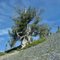 Ancient Pine