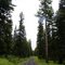 Forest Road