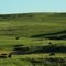 Grazing Cattle