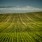 Crop Lines
