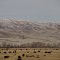Cattle Grazing On Open Pasture And Golden Hills South Of Dillon MT Jan '13