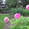 Peonias
