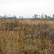 Bald Eagle - Lake City - SC