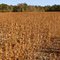 Soybean field near harvest time at McKenzie Farm
