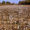 South Carolina cotton field