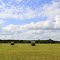 bales of Hay
