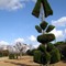 Topiary in the wonderous gardens of Pearl Fryar