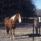 Nice Horsey, Lee State Park