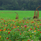 Wildflowers and Crop Rows, Brown's Farm, Montezuma, Georgia