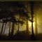 In the Stillness of Early Morning - Waiting for ET - Fir Trees in Pre-Dawn Fog - Easterly View - Coos Bay, Oregon (suz)