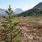 Lonely spruce tree in Thompson Pass, Alaska
