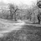 Pecan Grove