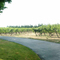 Ponzi Vineyard panorama