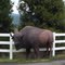 Buffalo Statue, Scholls, OR.