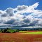 Clover Field