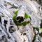 moss in birch tree bark