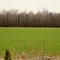 Green fields