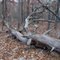 FDR State Park Wolfden loop 1-12-09