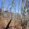 Pine Mountain Trail