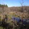 Beaver swamp...