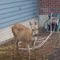 Hello neighbor