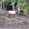 Elk