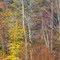 Autumn Colors