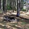 Camp in the pines along the STS Trail