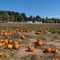 Roloff Farm Pumpkin Patch