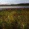 Jackson Bottom Wetlands Preserve