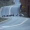 Turkey crossing.