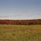 Fall Forest
